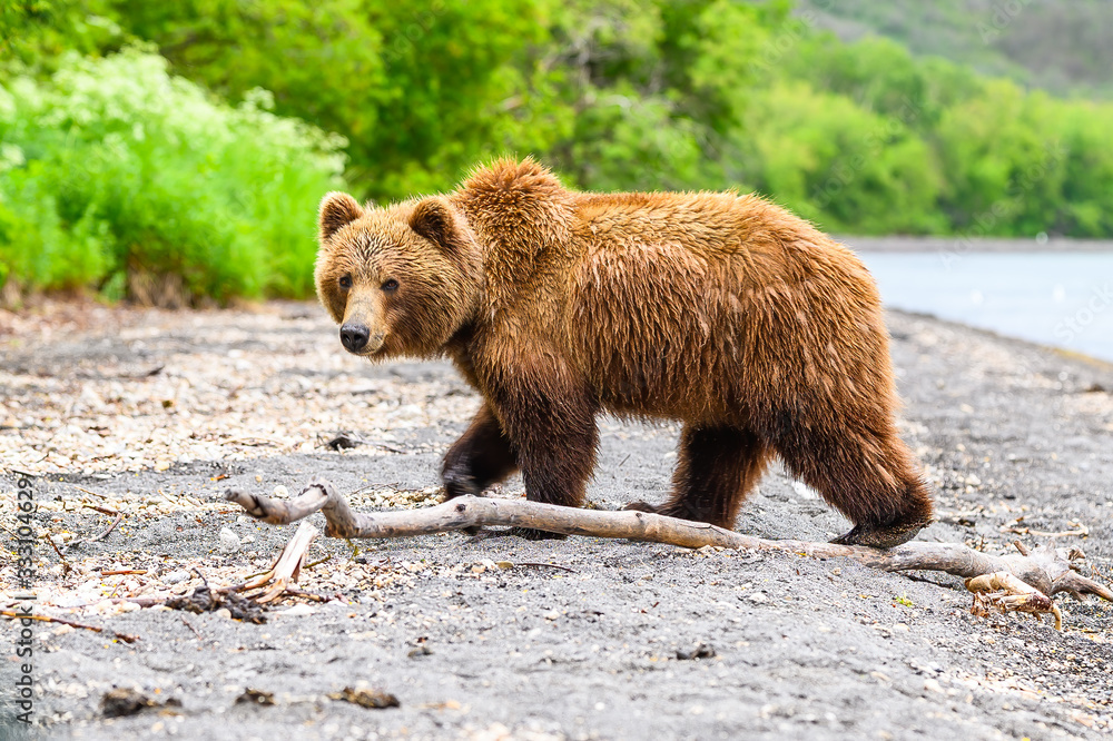 Fototapeta premium Ruling the landscape, brown bears of Kamchatka (Ursus arctos beringianus)