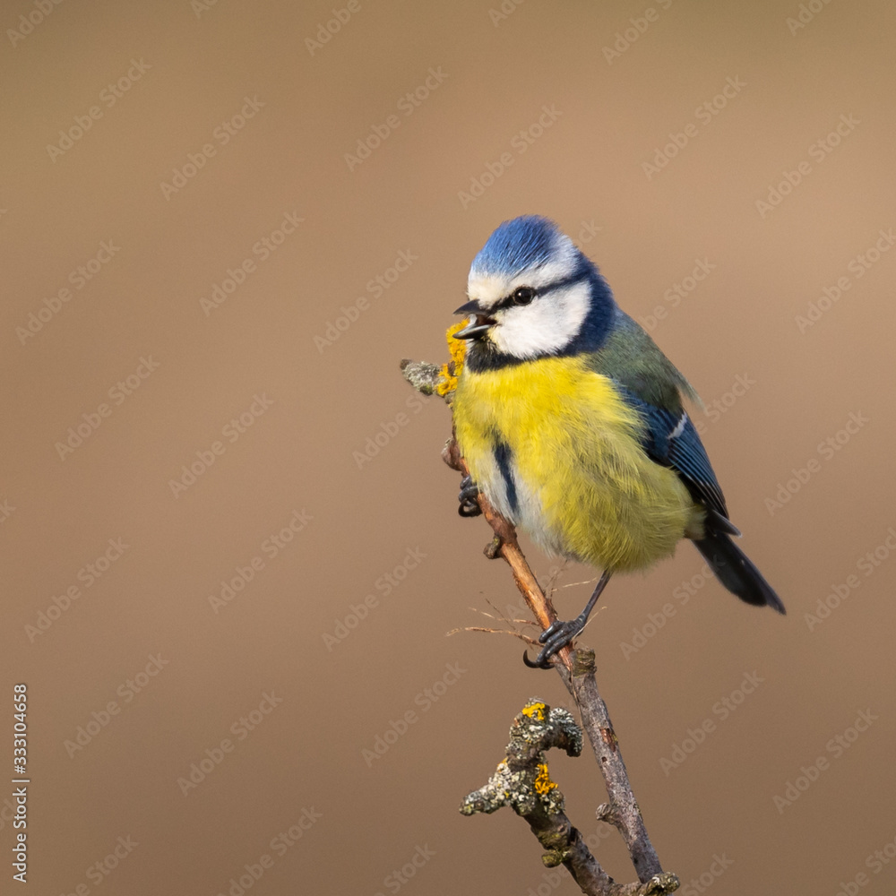 Obraz premium Blue Tit on bare branch, early spring