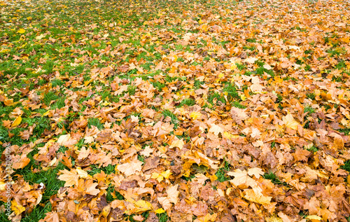 leaf fall from trees