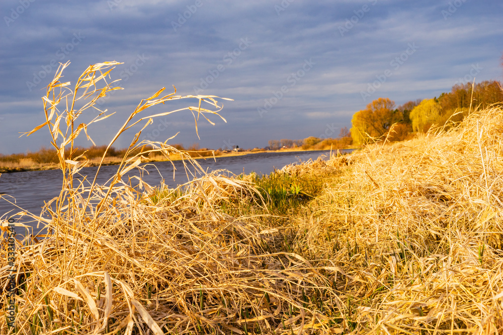 Fototapeta premium Close-up the shore of the pond is covered with yellow dry grass, bathed in the sun, against the background of forest and sky