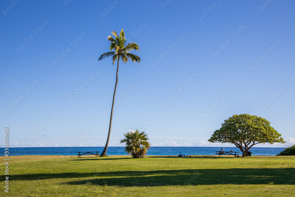 Palm trees at Beach. Palm trees at Beach.
