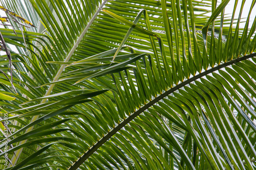 Green tropical leaves  palm  fern and ornamental plants backdrop.