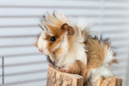 portrait of a Guinea pig