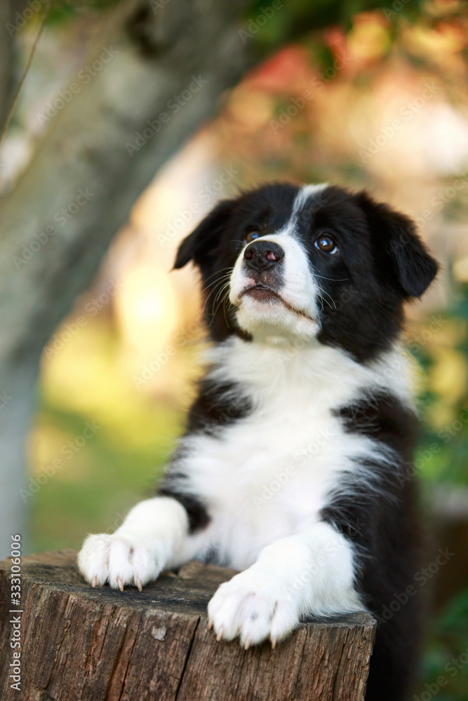 Dog breed Border Collie Dog breed Border Collie