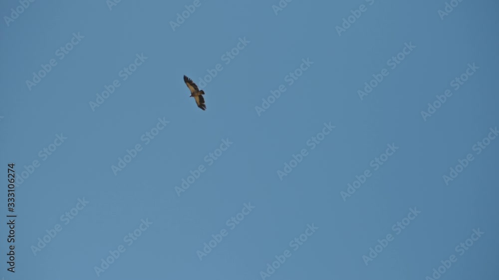 Himalayan griffon vulture soaring high in clear blue sky, freedom bird flight Himalayan griffon vulture soaring high in clear blue sky, freedom bird flight