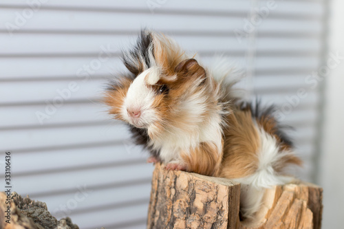 portrait of a Guinea pig
