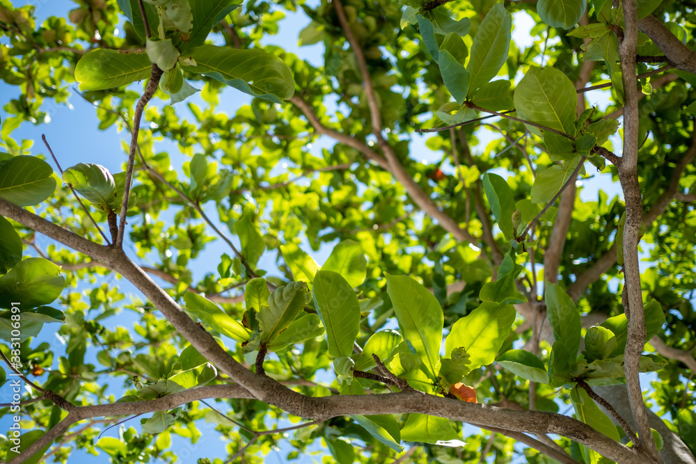 Nature of green leaves in the garden. Blue sky background concept Nature of green leaves in the garden. Blue sky background concept