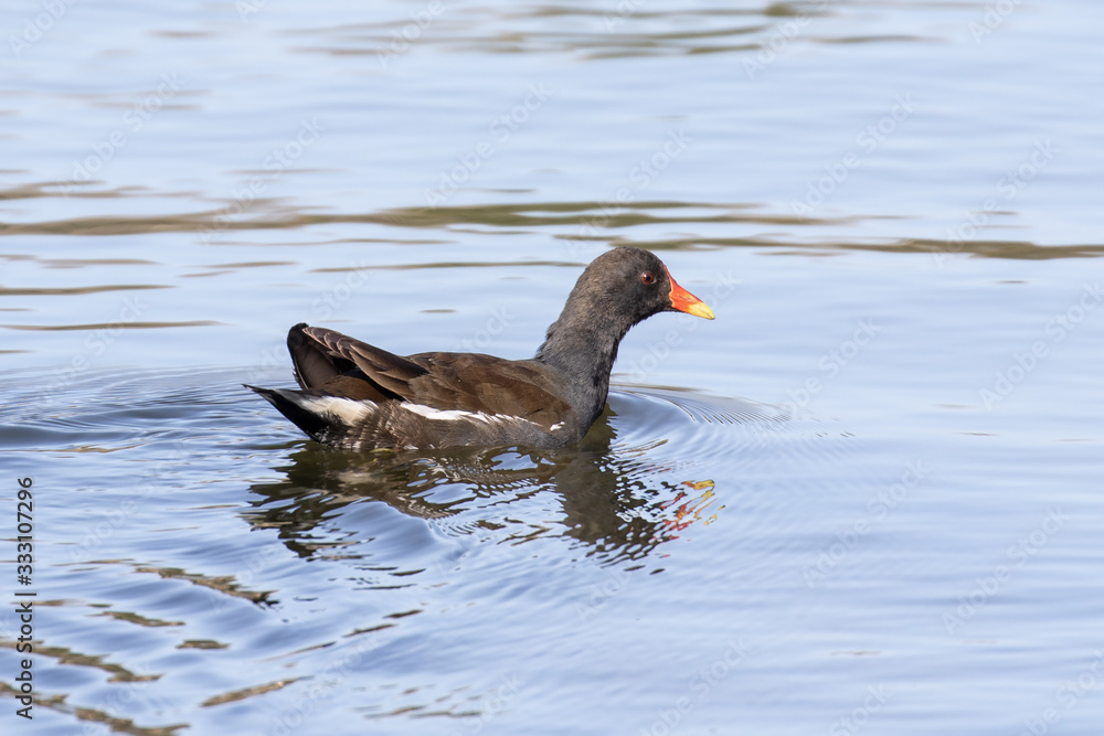 Teichhuhn im Fluß schwimmend Teichhuhn im Fluß schwimmend