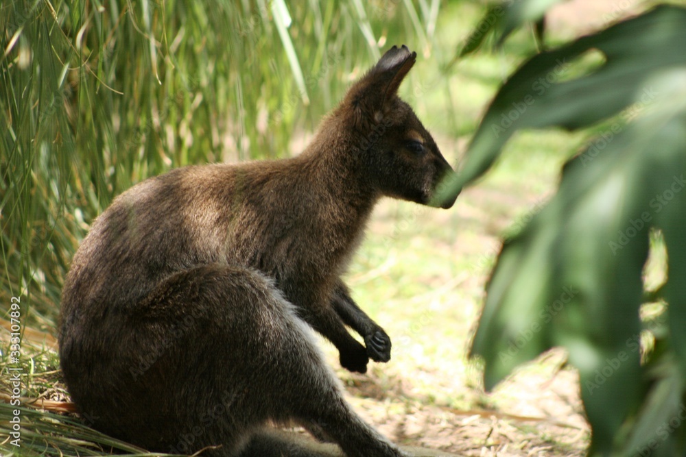side shot of a kangaroo sitting by the grass waiting for the meal