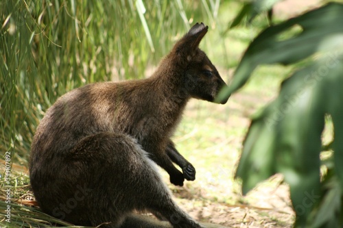 Obraz na płótnie side shot of a kangaroo sitting by the grass waiting for the meal w salonie