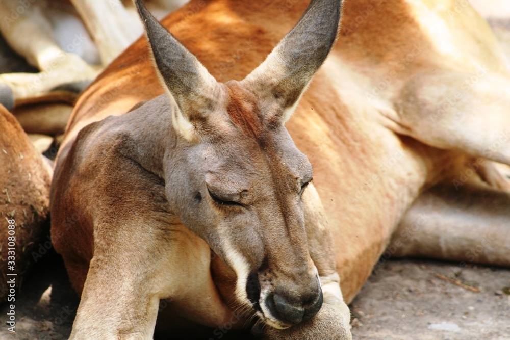 close-up to the face of a kangaroo resting on the ground