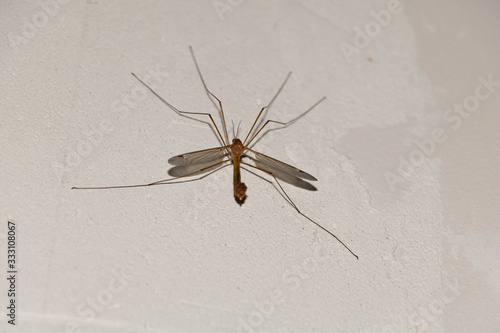 Crane fly on the wall inside. Tipula sp