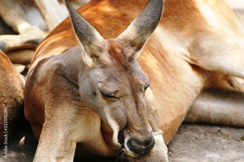 Obraz na płótnie close-up to the face of a kangaroo resting on the ground w salonie