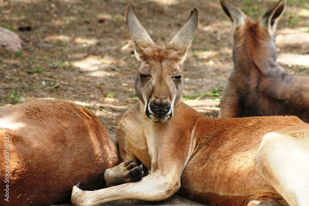 close-up to the face of a kangaroo resting on the ground