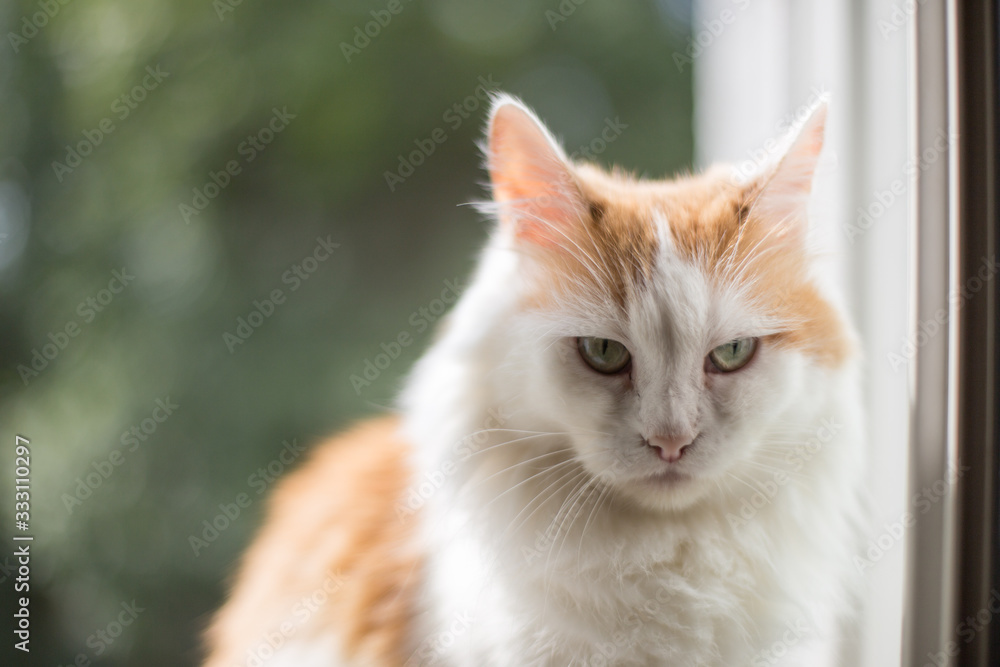 portrait of a cat on the window