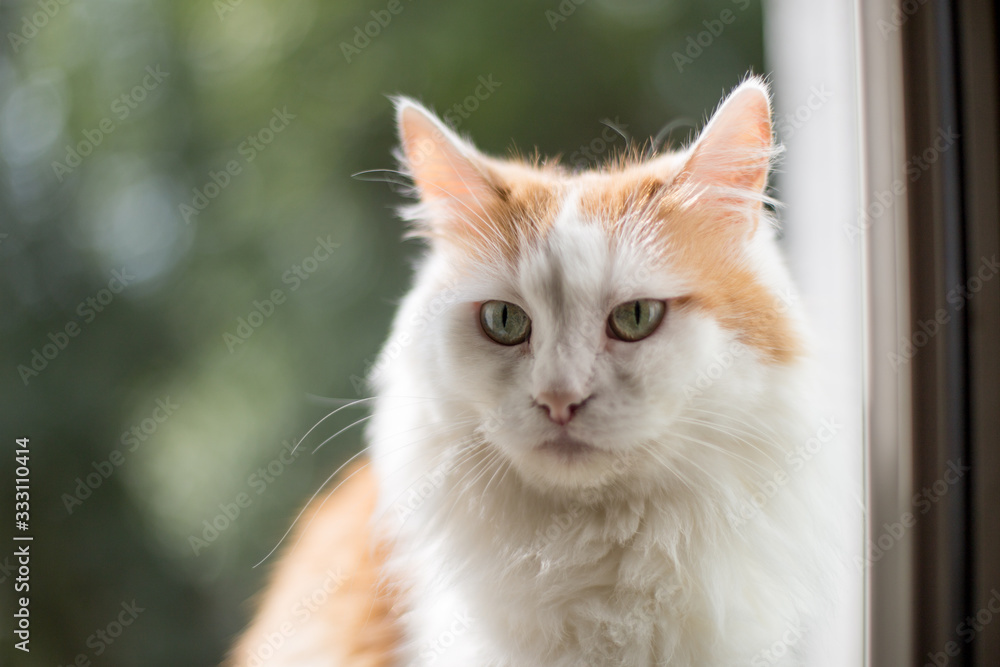 portrait of a cat on the window portrait of a cat on the window