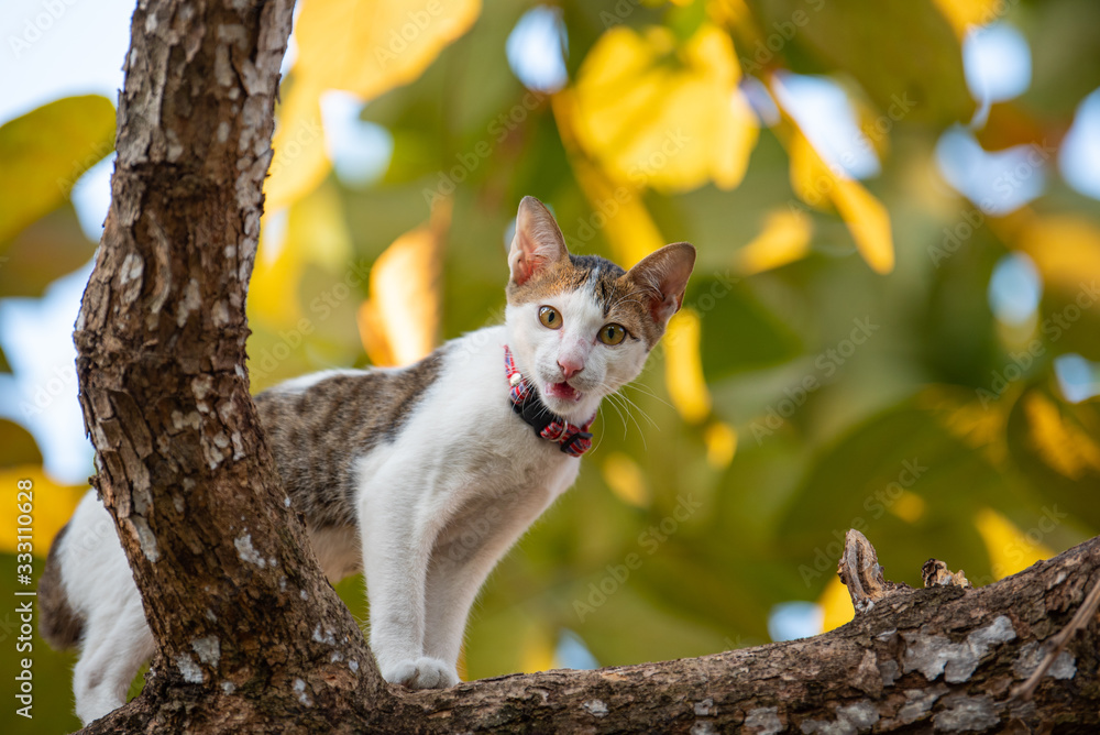 Kitten Climbing Tree And Blur Green Background. Kitten Climbing Tree And Blur Green Background.