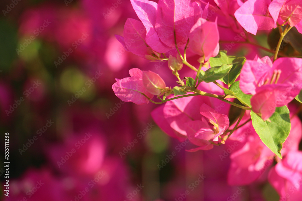 beautiful background of a lush bush of bright pink flowering plants close-up of bougainvillea with a blurred background, great for cards for birthday, women's day, Valentine's day or as a banner beautiful background of a lush bush of bright pink flowering plants close-up of bougainvillea with a blurred background, great for cards for birthday, women's day, Valentine's day or as a banner