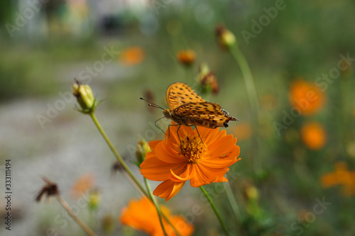 蝶, 花, 自然, むし, サマータイム, オレンジ, 緑 © 玉皎 王
