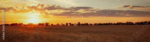Sunset over the field at golden hour beautiful summer landscape web banner panoramic