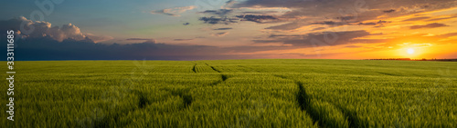 Sunset over a green field beautiful summer landscape web banner panoramic
