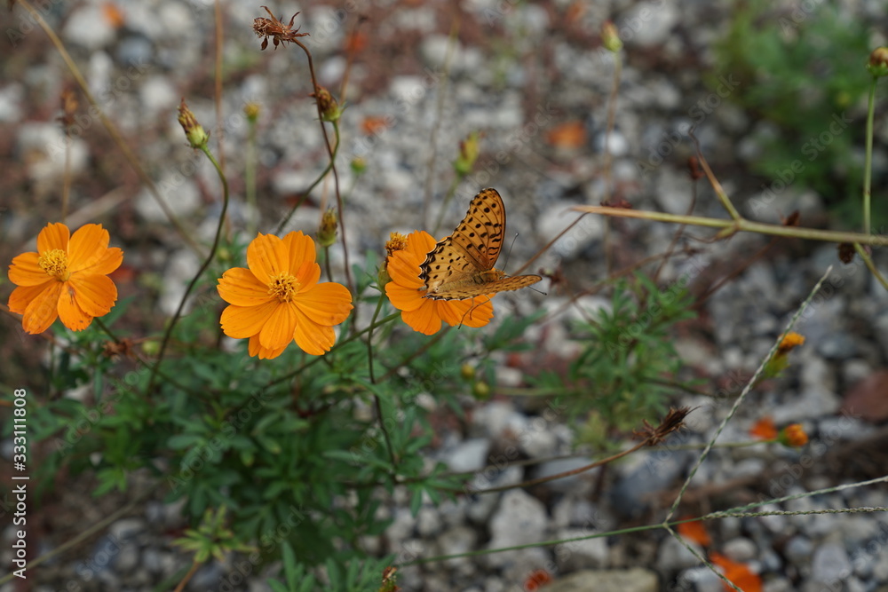 Obraz premium 蝶々 夏 花 光 黄色