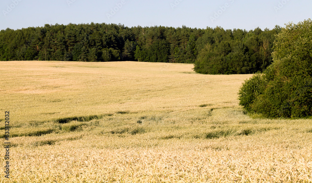 summer agricultural field