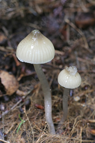 Hygrocybe irrigata (syn. Gliophorus irrigatus), known as the slimy waxcap, wild mushroom from Finland