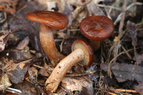 Lactifluus volemus, formerly Lactarius volemus, commonly known as fishy milkcap or weeping milk cap, wild mushroom from Finland