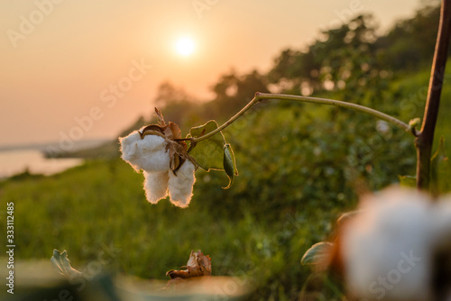 Cotton flower the sun set