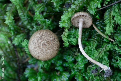 Inocybe cincinnata, commonly known as the collared fibrecap, wild mushroom from Finland photo