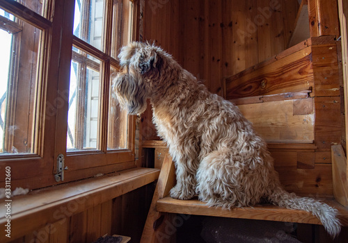 The dog, an Irish wheat soft-coated Terrier, sits on a wooden staircase in the house and looks out the window.