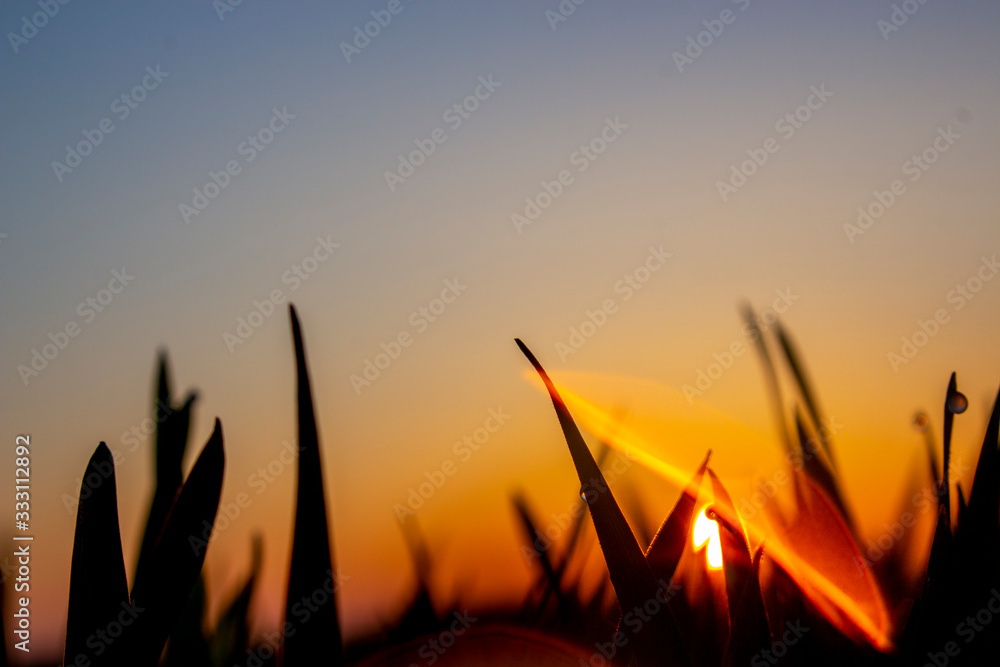 The glare of the sun from the dew drop that hit the camera lens and silhouettes of wheat leaves, or grass in the early morning or late evening.