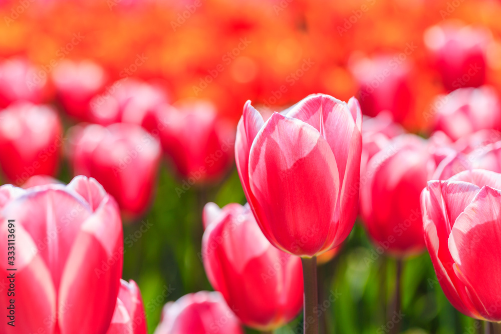 Fototapeta premium Closeup of pink tulips flowers with green leaves in the park outdoor.