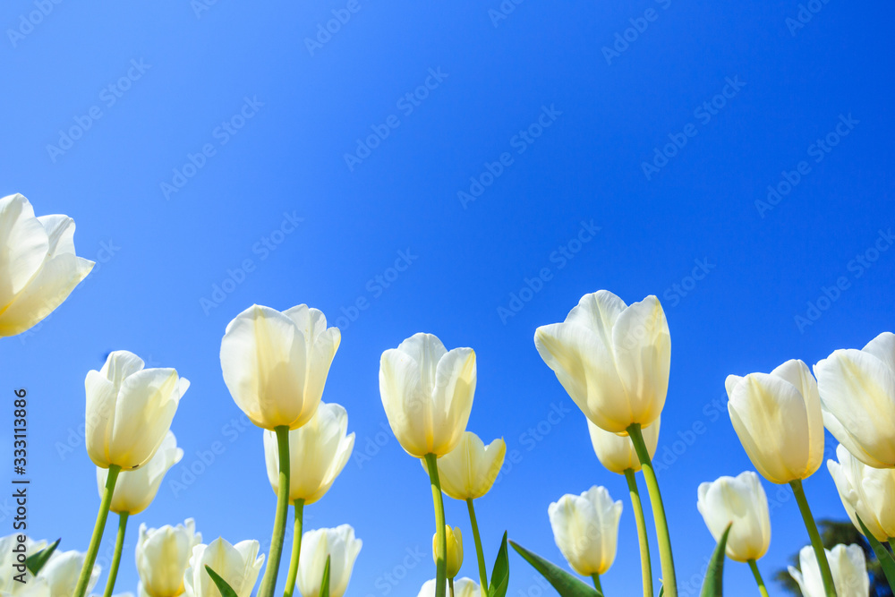 Fototapeta premium white spring tulips in a flower garden on a sunny day against a blue sky.