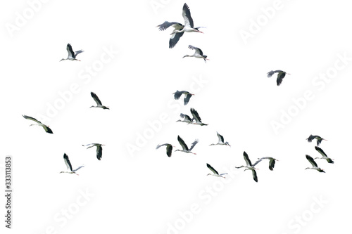 Flying birds.Motion of flying birds. 