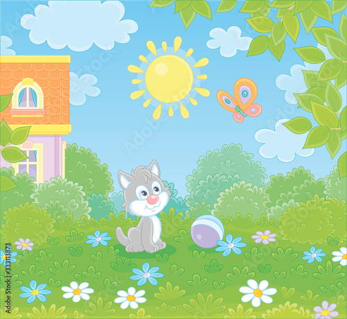 Little grey kitten playing ...