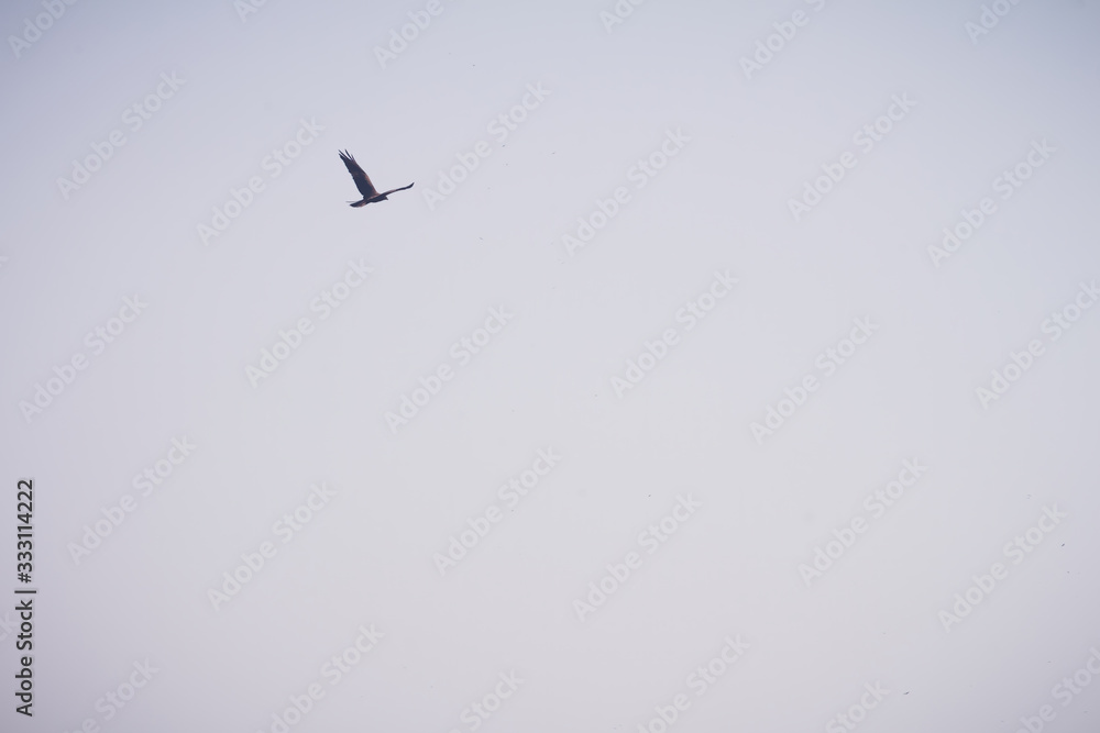 Western marsh harrier flying in the sky