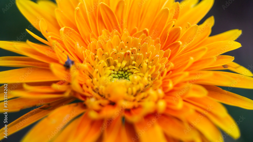 Beautiful Macro and Close up of Single orange daisy flower, flower texture, Beautiful Macro and Close up of Single orange daisy flower, flower texture,