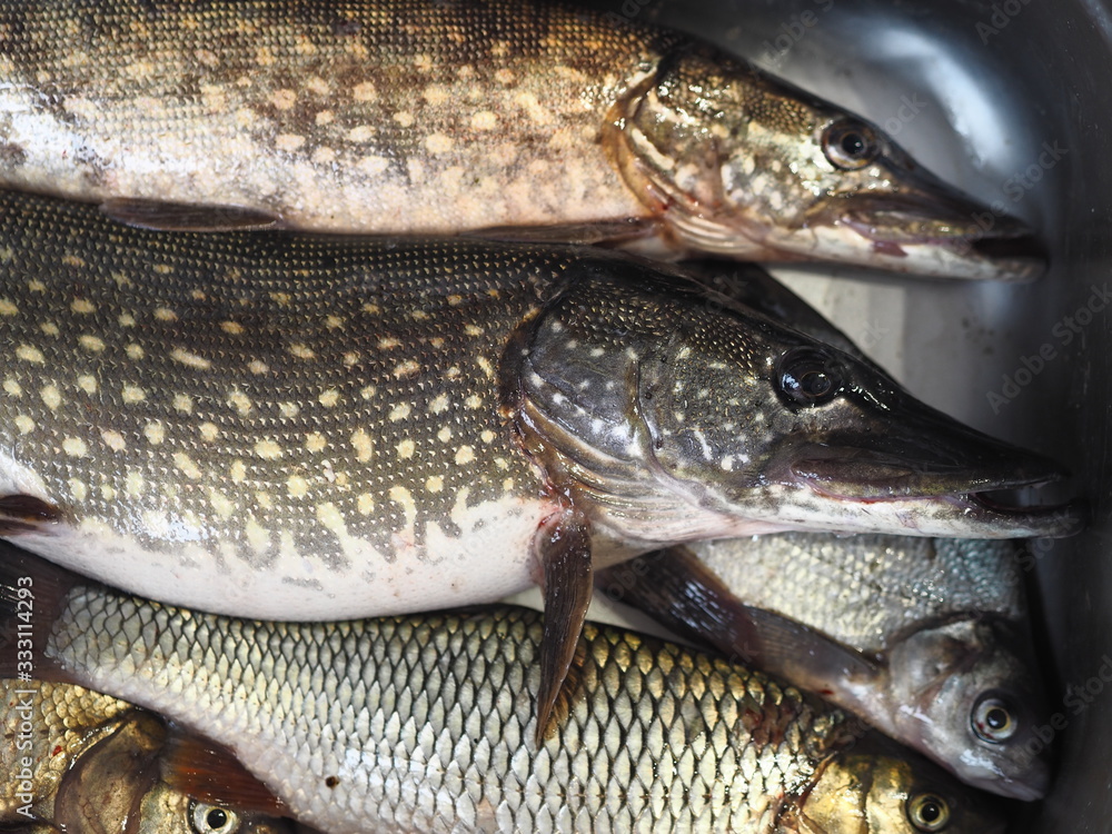 Just caught river fish in a metal container.Pike,Chub, and bream. Just caught river fish in a metal container.Pike,Chub, and bream.