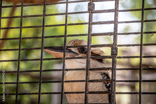 Close up portrait of a Laughing Kookaburra inside a cage