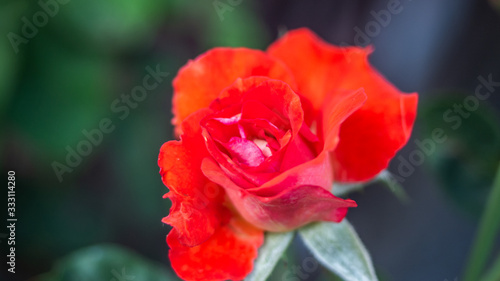 Detailed up-close photo of a tropical coloured  red rose creates an interesting abstract effect.