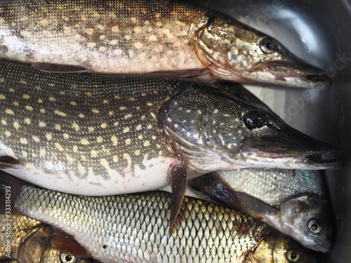 Just caught river fish in a metal container.Pike,Chub, and bream. photo