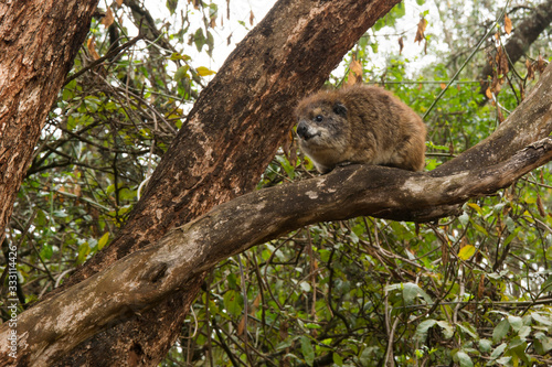A tree hyrax (relative of elephants and sea cows) sitting on a tree in Kenya in the daytime