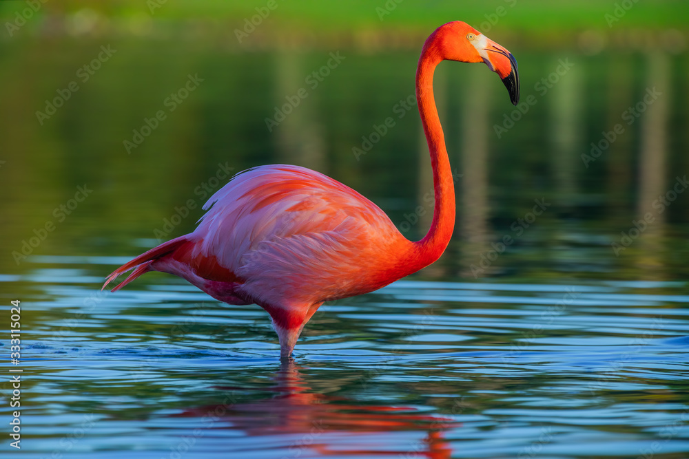 Fototapeta premium Flamingo in lake, beautful sunset shot
