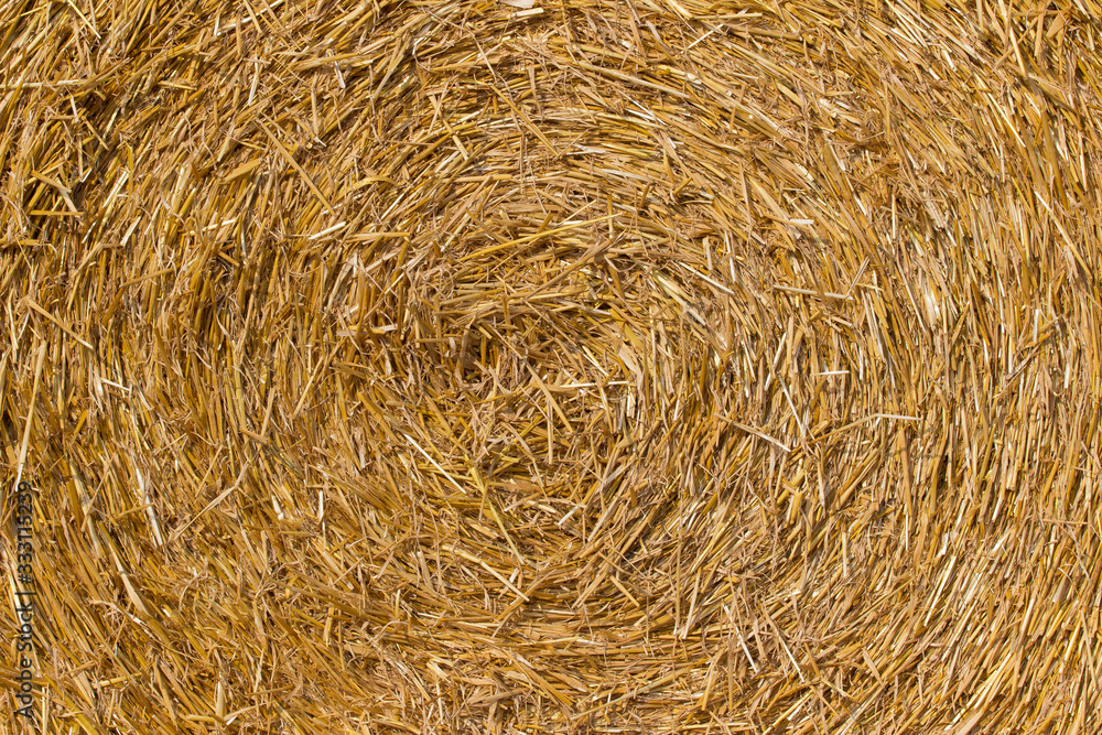 Straw in a round bale Straw in a round bale