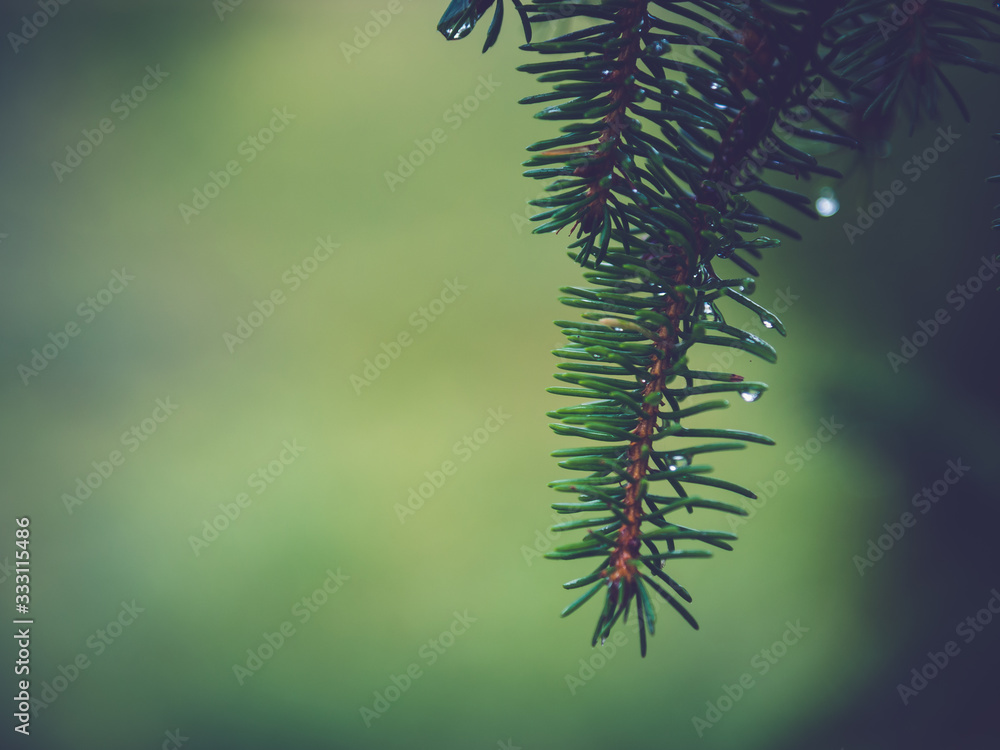 Waterdrops on a pinebranch after summer rain in front of a green blurry background