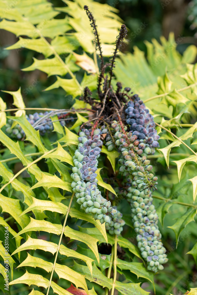 Naklejka premium Mahonia oiwakensis green and purple fruit
