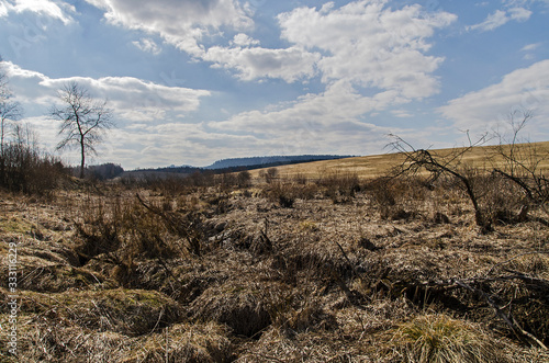 Fototapeta Naklejka Na Ścianę i Meble -  żerenie bobrowe Bieszczady 