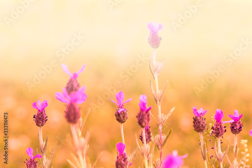 Fototapeta Naklejka Na Ścianę i Meble -  Lavender 3 (Lavandula angustifolia)